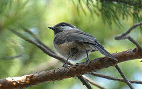 Grey-headed Chickadee