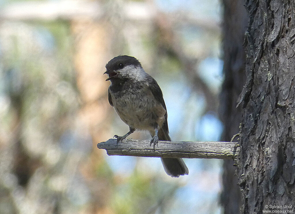 Grey-headed Chickadeeadult