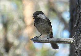 Grey-headed Chickadee