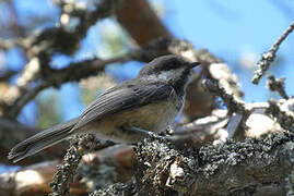 Grey-headed Chickadee