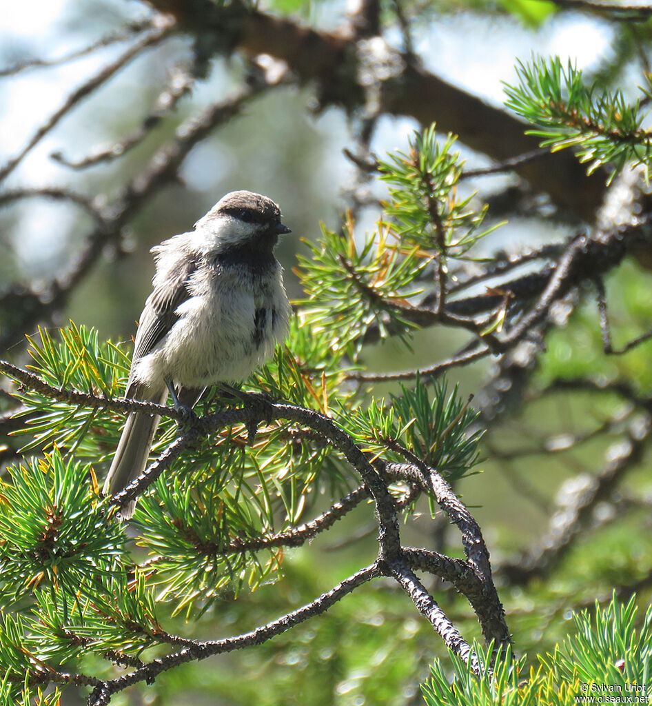 Mésange laponeadulte