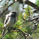 Mésange lapone