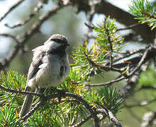 Grey-headed Chickadee