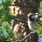 Mésange lapone
