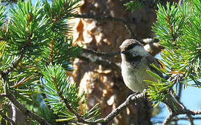 Grey-headed Chickadee