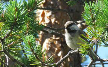 Mésange lapone