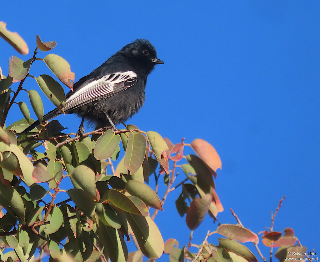 Mésange nègreadulte