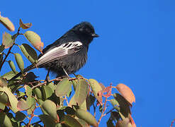 Southern Black Tit