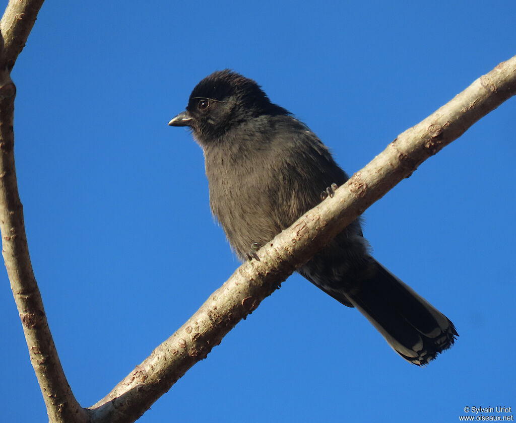 Mésange nègreadulte