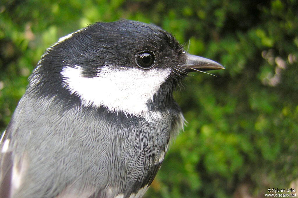 Coal Titadult, close-up portrait