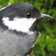 Coal Tit