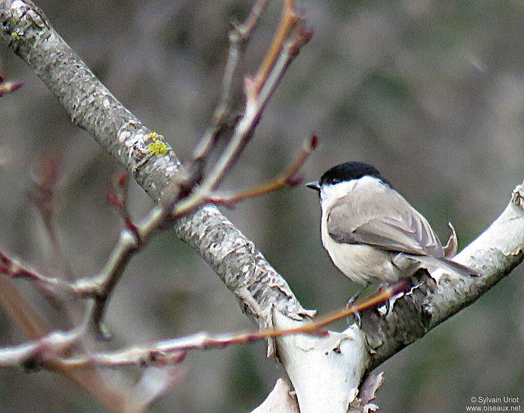 Marsh Tit