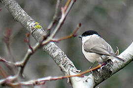 Mésange nonnette