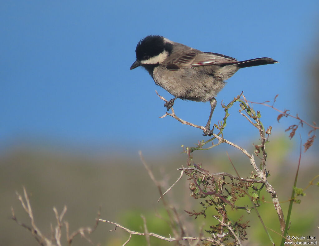 Mésange petit-deuiladulte