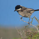 Mésange petit-deuil