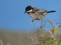 Grey Tit