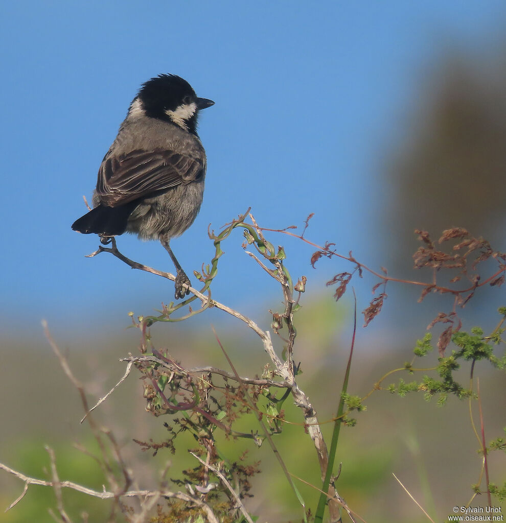 Mésange petit-deuiladulte