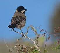 Grey Tit