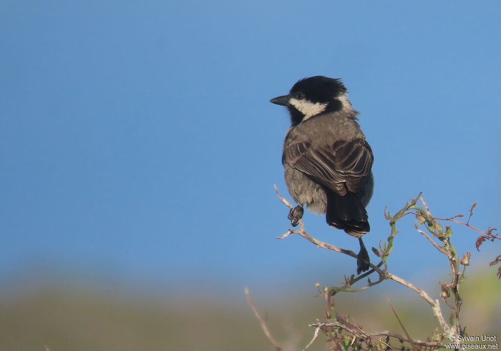 Mésange petit-deuiladulte