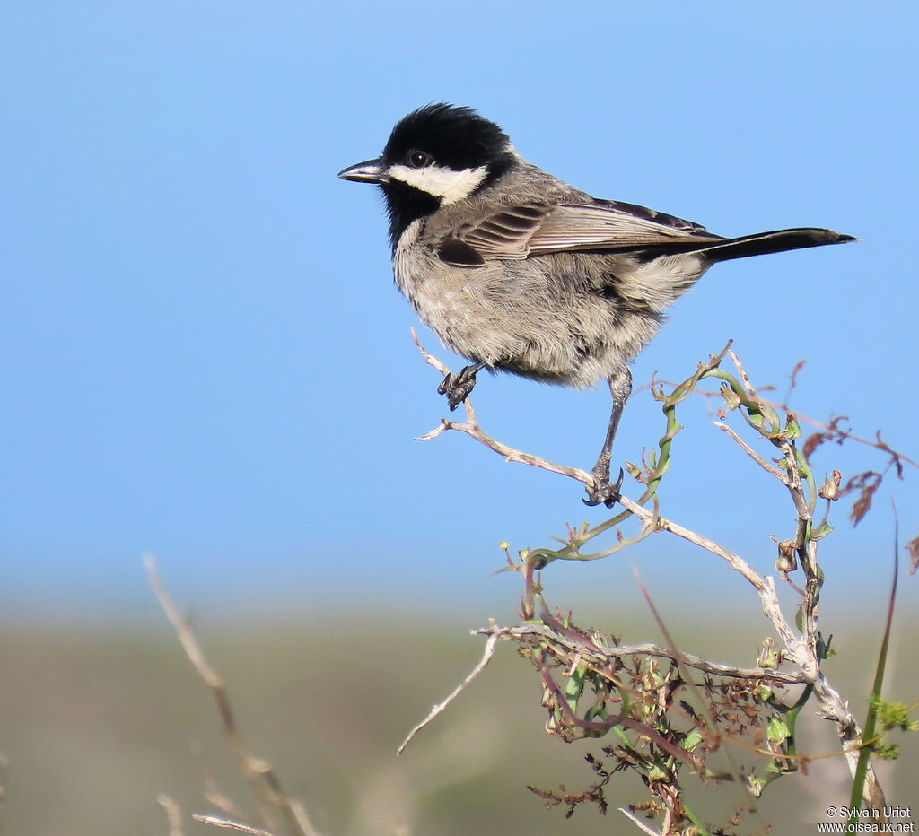 Grey Titadult