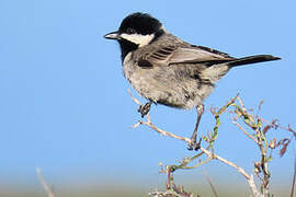 Grey Tit