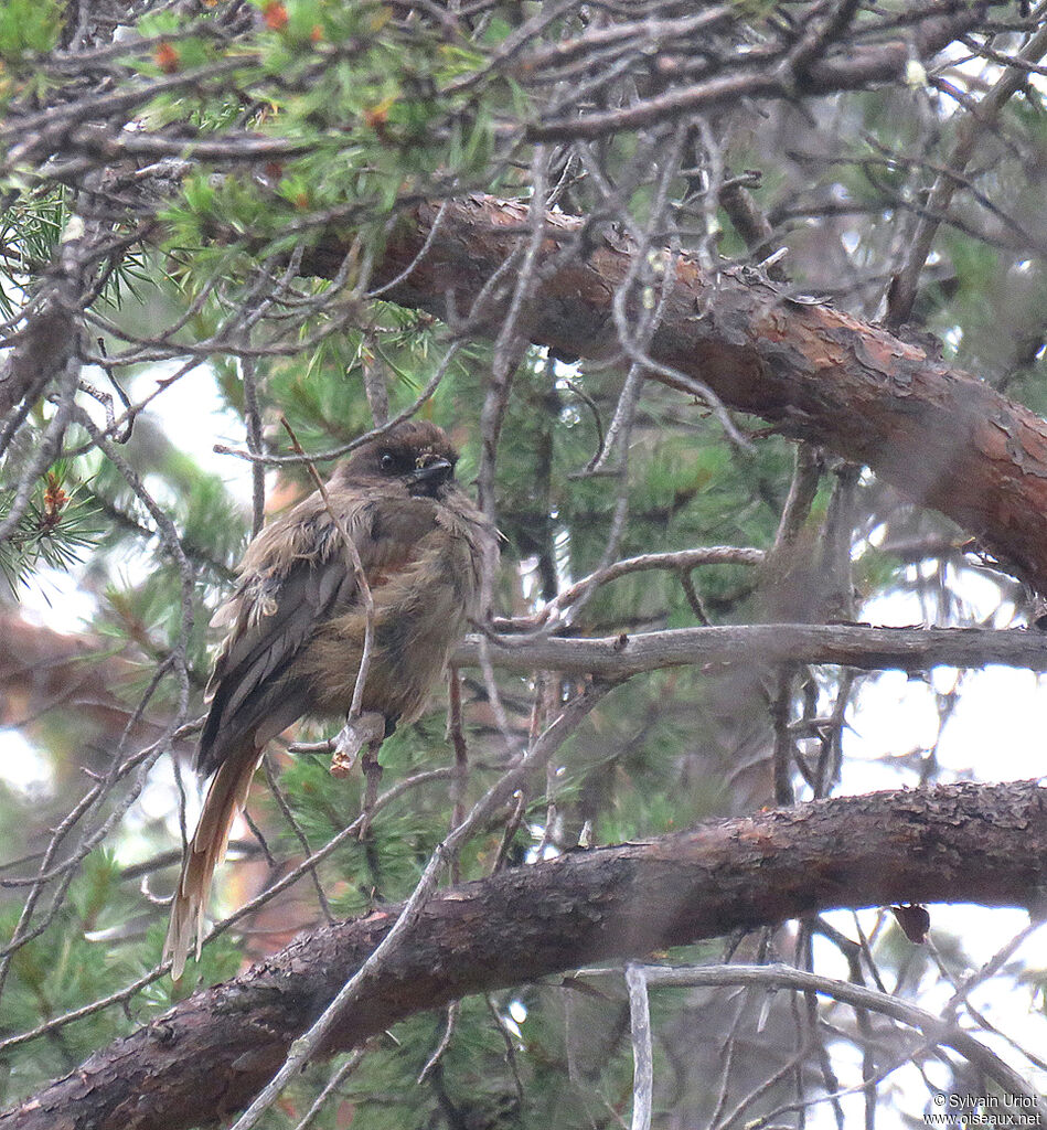 Siberian Jayadult