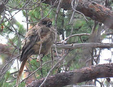 Siberian Jay