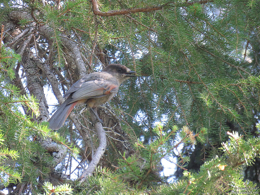 Siberian Jayadult