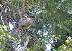 Siberian Jay