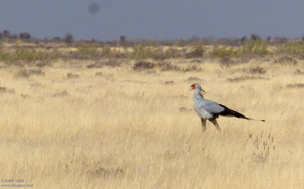 Messager sagittaireadulte, habitat