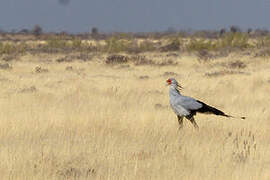 Secretarybird