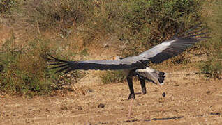 Secretarybird