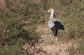 Secretarybird