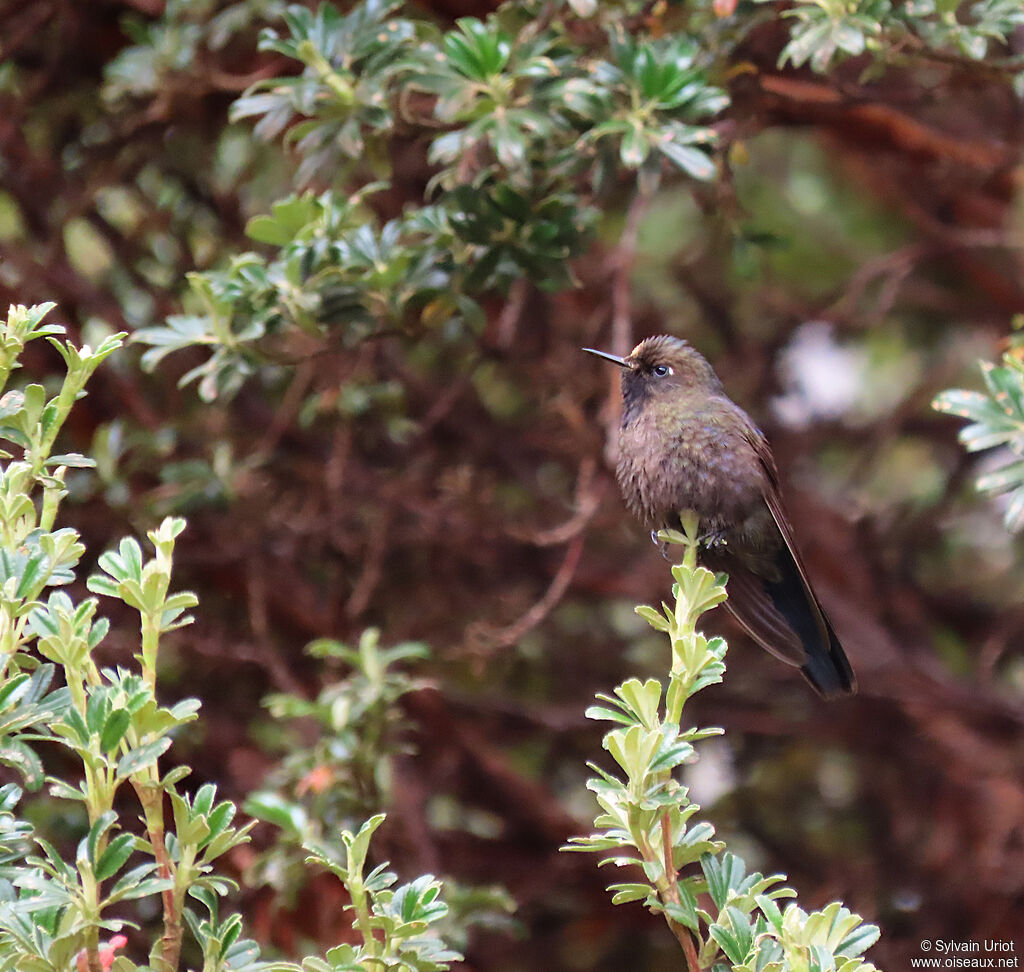 Blue-mantled Thornbilladult