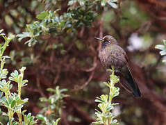 Blue-mantled Thornbill