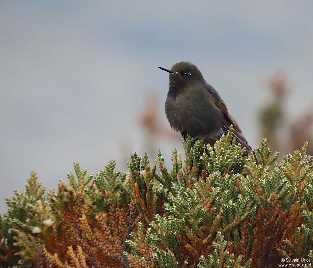 Blue-mantled Thornbilladult