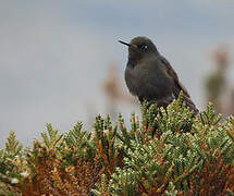 Blue-mantled Thornbill