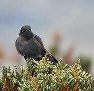 Blue-mantled Thornbill