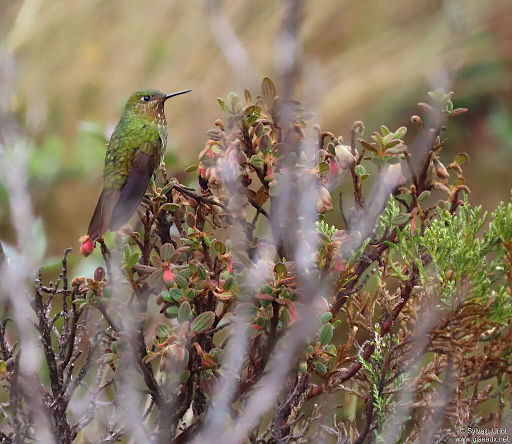 Neblina Metaltail female adult