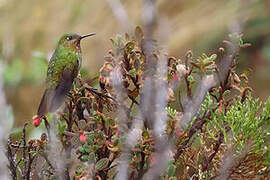 Neblina Metaltail