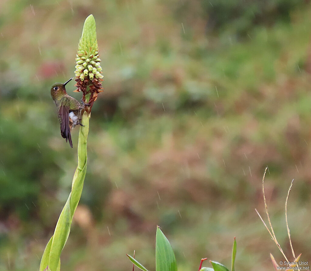 Neblina Metaltailadult