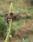 Neblina Metaltail