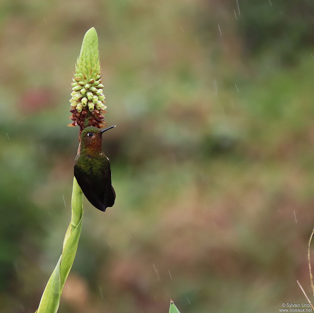 Neblina Metaltailadult