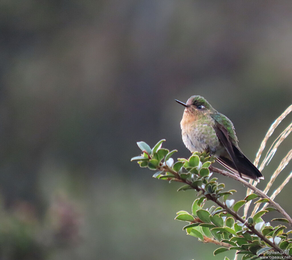 Viridian Metaltail female adult