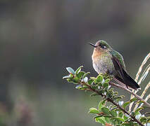 Viridian Metaltail