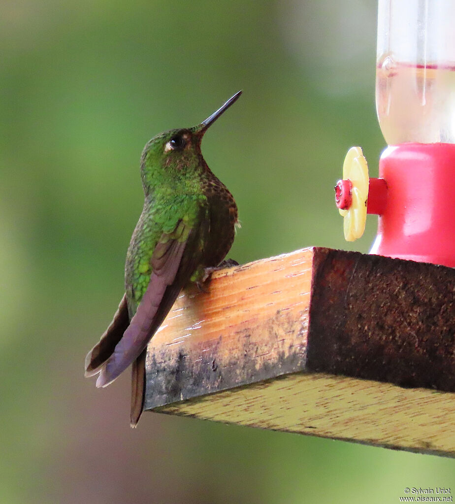 Viridian Metaltail male adult