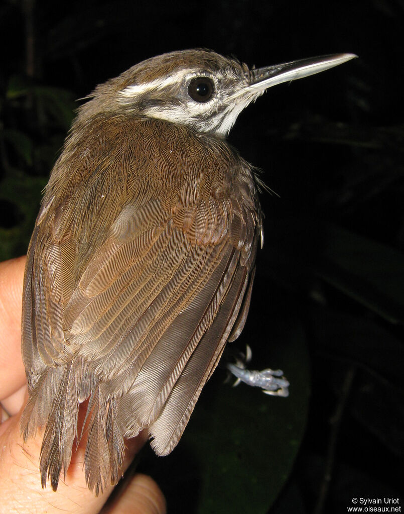 Collared Gnatwrenadult