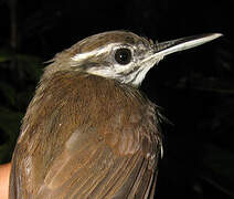 Collared Gnatwren