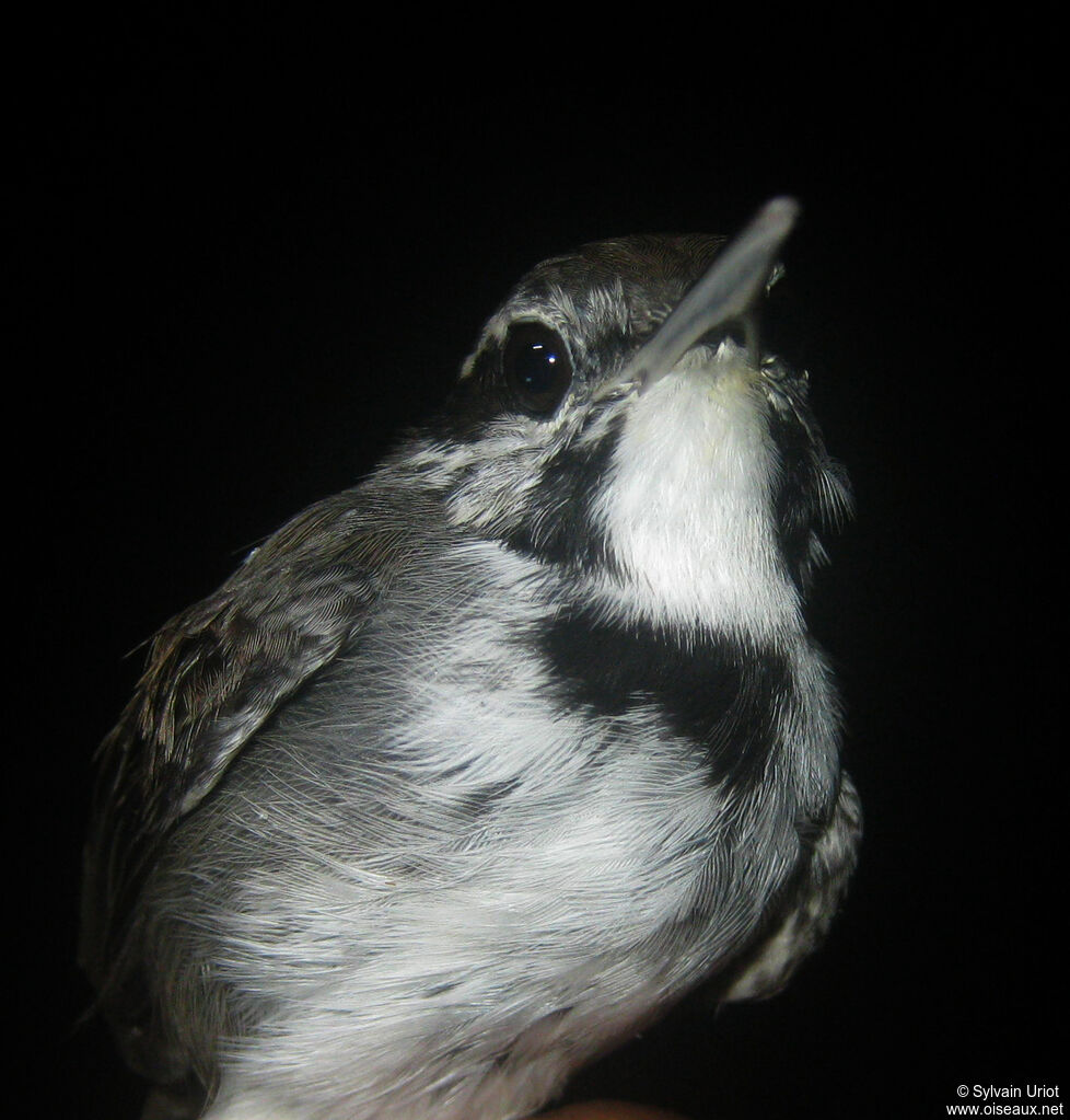 Collared Gnatwrenadult