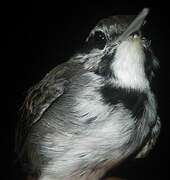 Collared Gnatwren